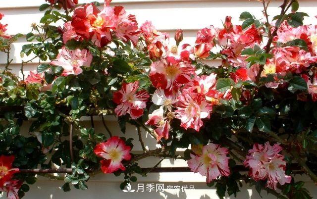 一年開(kāi)360天！這個(gè)獲得AARS大獎的藤本月季簡(jiǎn)直逆天！(圖3)