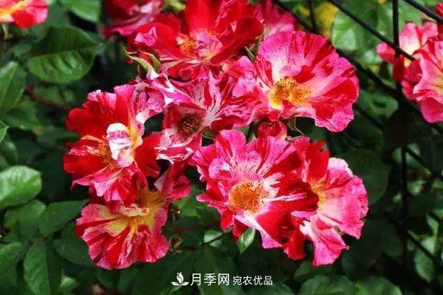 一年開(kāi)360天！這個(gè)獲得AARS大獎的藤本月季簡(jiǎn)直逆天！(圖2)