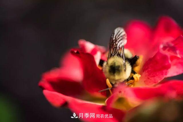 一年開(kāi)360天！這個(gè)獲得AARS大獎的藤本月季簡(jiǎn)直逆天！(圖5)