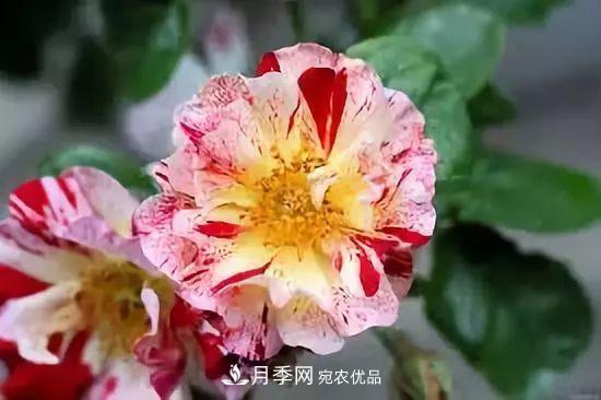 一年開(kāi)360天！這個(gè)獲得AARS大獎的藤本月季簡(jiǎn)直逆天！(圖4)