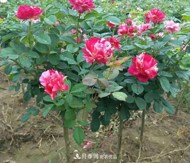 南陽(yáng)市臥龍區:月季開(kāi)出增收致富花(圖1)