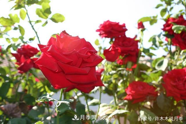 氣溫差異大，南北方養月季有何區別？因地制宜養月季教程(圖3)