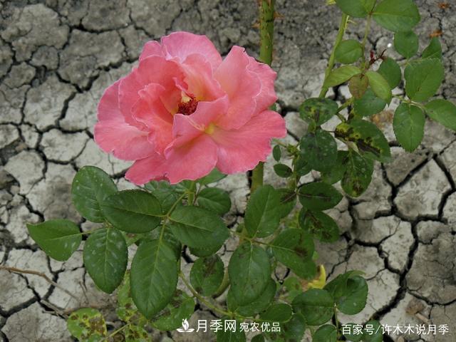 氣溫差異大，南北方養月季有何區別？因地制宜養月季教程(圖5)