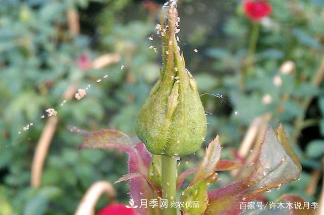 氣溫差異大，南北方養月季有何區別？因地制宜養月季教程(圖6)