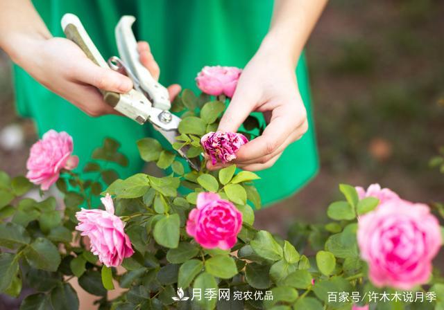 氣溫差異大，南北方養月季有何區別？因地制宜養月季教程(圖7)
