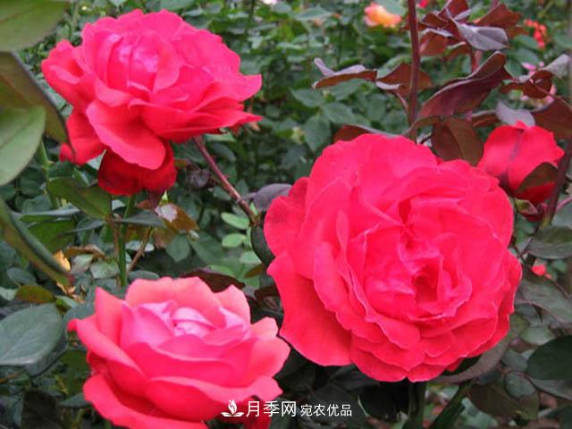 南陽(yáng)月季枝條怎么修剪？(圖1)
