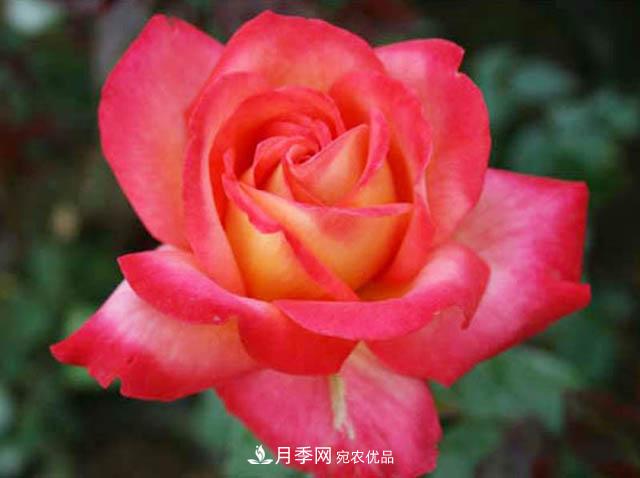 夏秋季節種植歐月月季需要什么技術(shù)？(圖1)