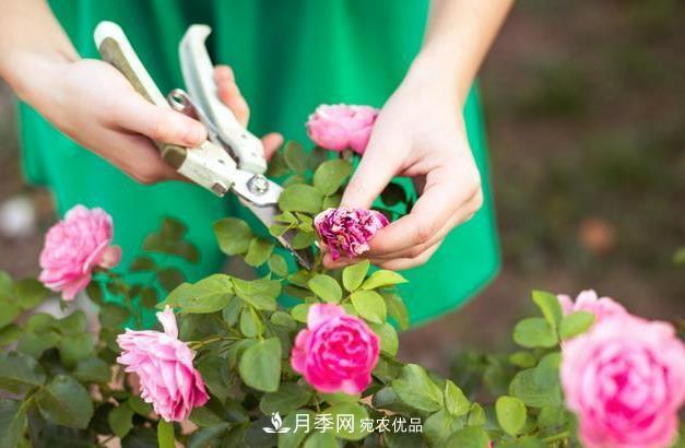 養護月季必須的修剪要怎么去做？(圖1)