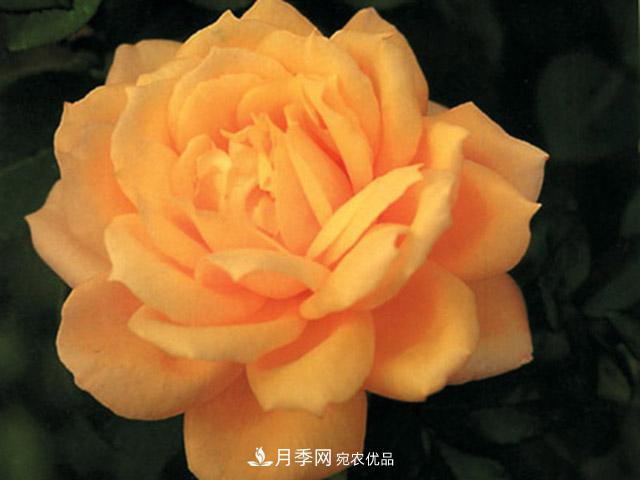 種植月季品種春蕾需要做到哪些方面？(圖1)