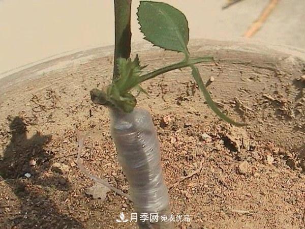 藤本月季有哪幾種嫁接方式？(圖2)