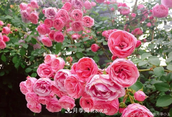 6種月季太勤快，開(kāi)花一茬接一茬，花量大還抗??！(圖2)