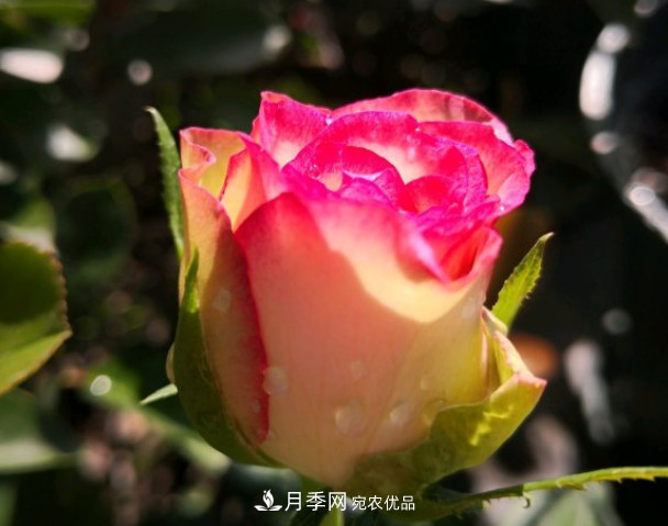 6種月季太勤快，開(kāi)花一茬接一茬，花量大還抗??！(圖6)