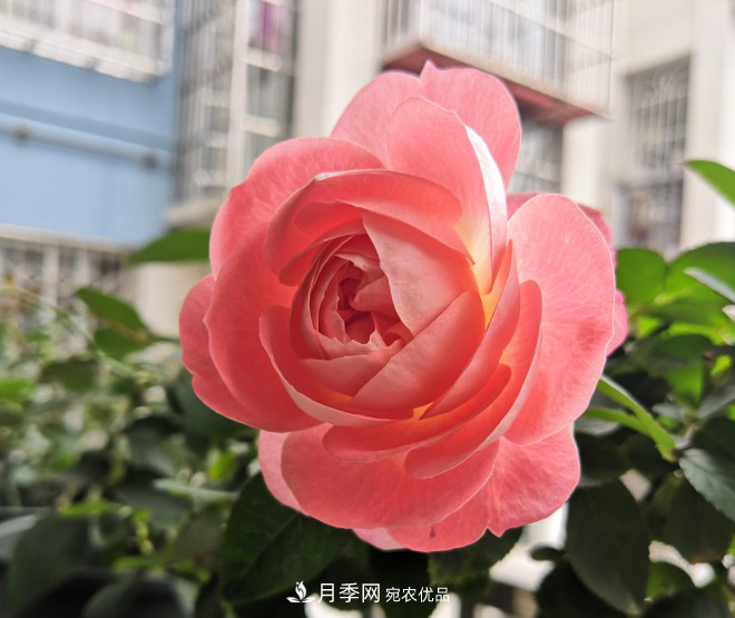 6種月季太勤快，開(kāi)花一茬接一茬，花量大還抗??！(圖5)
