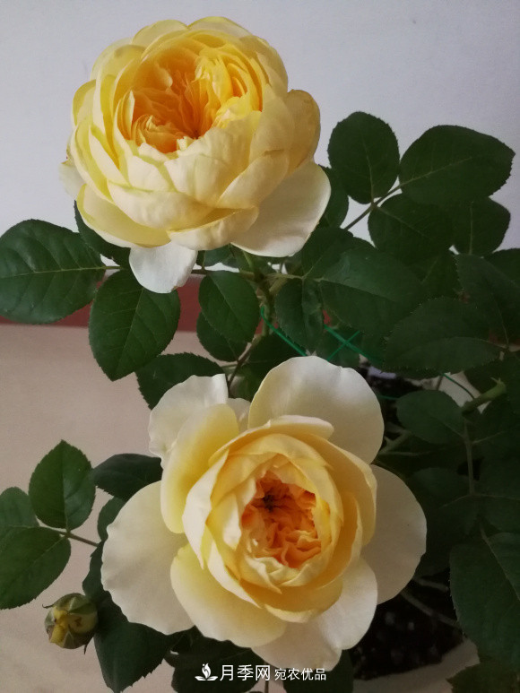 6種月季太勤快，開(kāi)花一茬接一茬，花量大還抗??！(圖8)