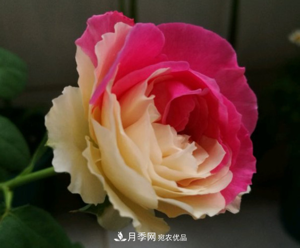 6種月季太勤快，開(kāi)花一茬接一茬，花量大還抗??！(圖10)