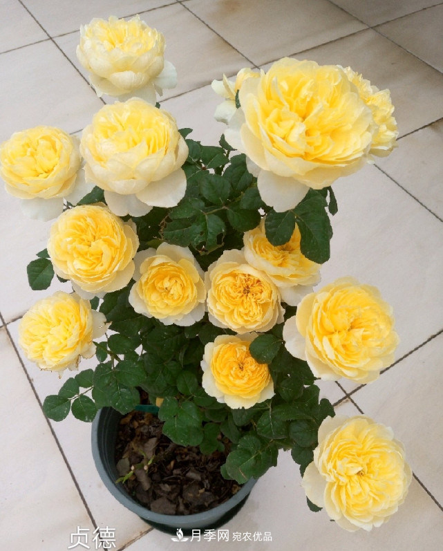 6種月季太勤快，開(kāi)花一茬接一茬，花量大還抗??！(圖9)