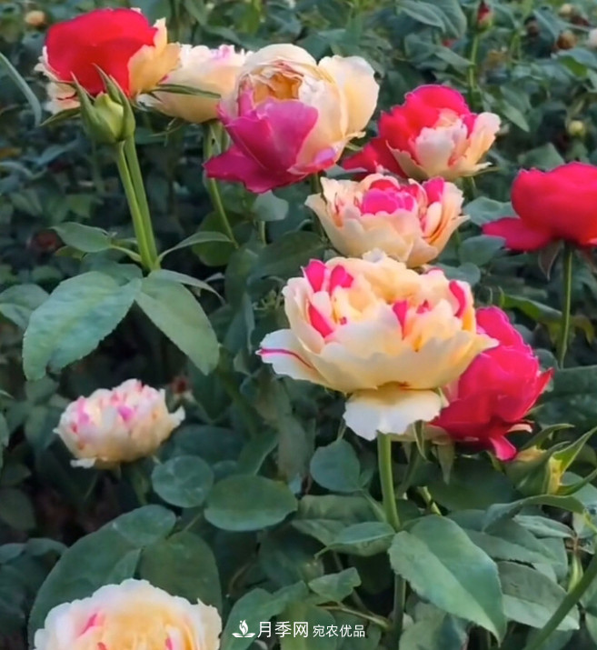 6種月季太勤快，開(kāi)花一茬接一茬，花量大還抗??！(圖11)