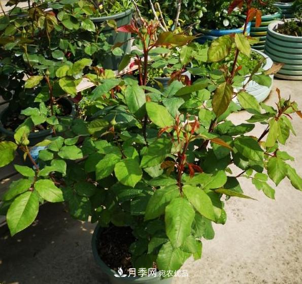 養的月季為什么不愛(ài)長(cháng)？這幾個(gè)原因***常見(jiàn)(圖1)