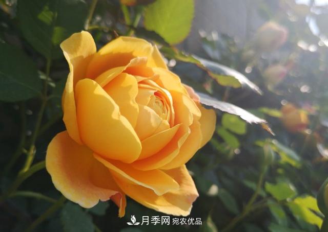 養的月季為什么不愛(ài)長(cháng)？這幾個(gè)原因***常見(jiàn)(圖2)