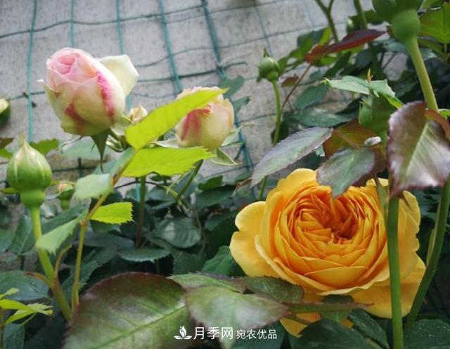 養的月季為什么不愛(ài)長(cháng)？這幾個(gè)原因***常見(jiàn)(圖3)