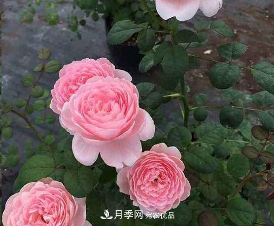 養的月季為什么不愛(ài)長(cháng)？這幾個(gè)原因***常見(jiàn)(圖4)
