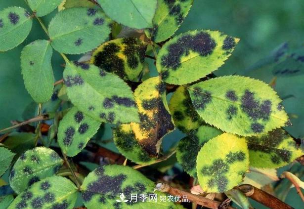 養的月季為什么不愛(ài)長(cháng)？這幾個(gè)原因***常見(jiàn)(圖5)