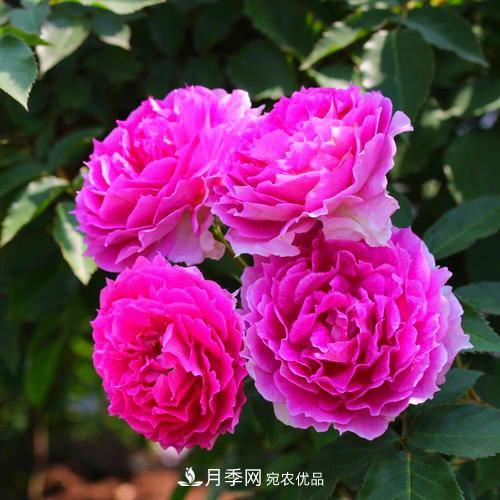 月季是個(gè)龐大的家族，這3種***受歡迎，盛夏開(kāi)花爆盆(圖1)