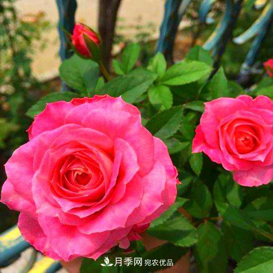 月季是個(gè)龐大的家族，這3種***受歡迎，盛夏開(kāi)花爆盆(圖3)