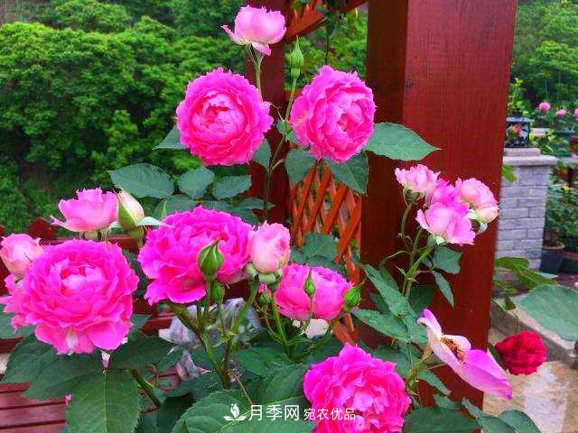 月季是個(gè)龐大的家族，這3種***受歡迎，盛夏開(kāi)花爆盆(圖4)