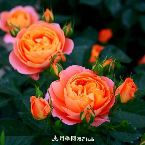 月季是個(gè)龐大的家族，這3種***受歡迎，盛夏開(kāi)花爆盆(圖2)