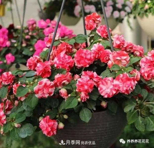陽(yáng)臺種盆它，比月季開(kāi)花勤，小巧精致好養活，開(kāi)花重瓣似牡丹(圖1)