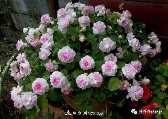 陽(yáng)臺種盆它，比月季開(kāi)花勤，小巧精致好養活，開(kāi)花重瓣似牡丹(圖2)