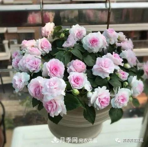 陽(yáng)臺種盆它，比月季開(kāi)花勤，小巧精致好養活，開(kāi)花重瓣似牡丹(圖4)
