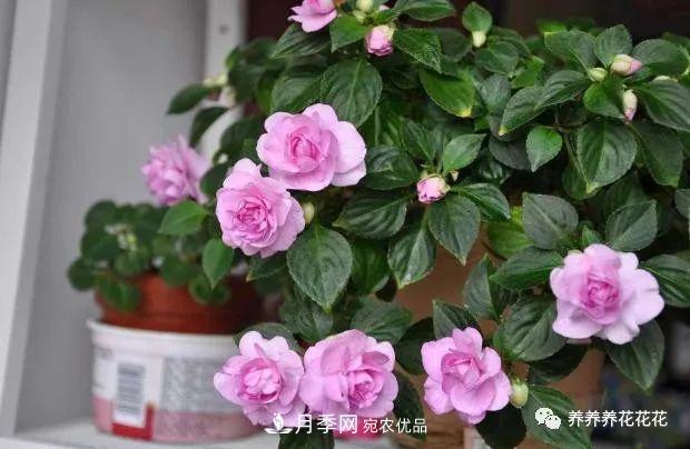陽(yáng)臺種盆它，比月季開(kāi)花勤，小巧精致好養活，開(kāi)花重瓣似牡丹(圖3)