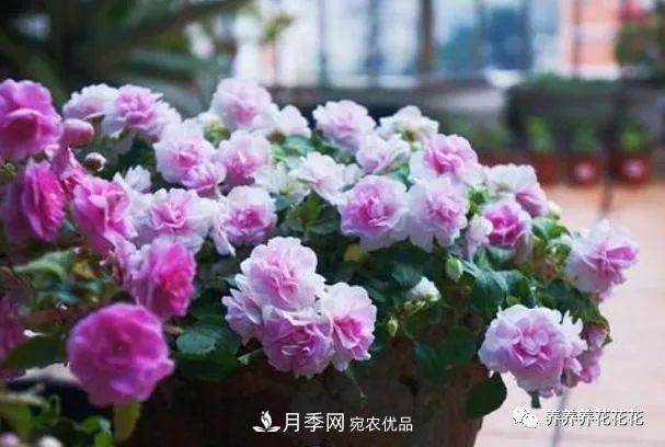 陽(yáng)臺種盆它，比月季開(kāi)花勤，小巧精致好養活，開(kāi)花重瓣似牡丹(圖5)