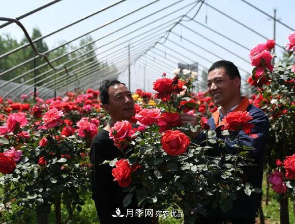 脫貧攻堅看南陽(yáng)臥龍區 月季產(chǎn)業(yè)鋪就脫貧路(圖2)