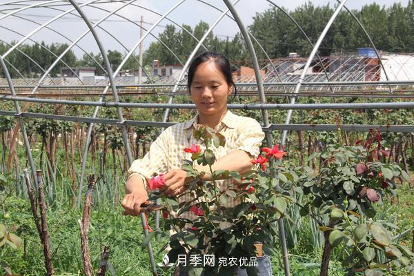 脫貧攻堅看南陽(yáng)臥龍區 月季產(chǎn)業(yè)鋪就脫貧路(圖1)