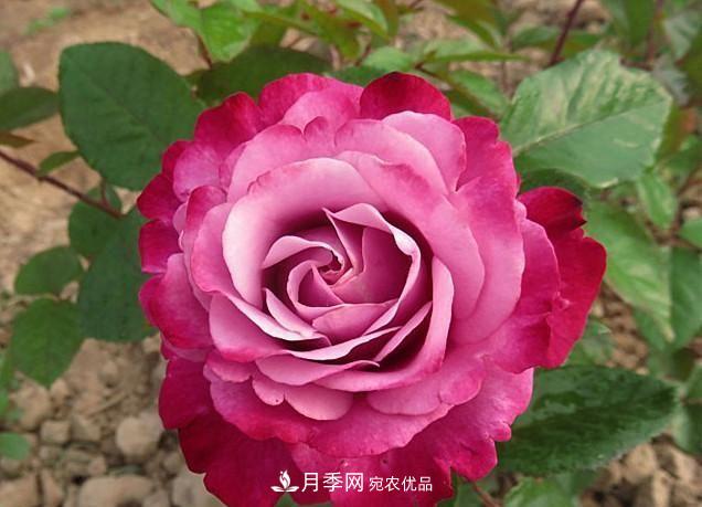 ***美的波浪邊月季，又香又勤花，種植無(wú)難度，非常適合新手(圖11)