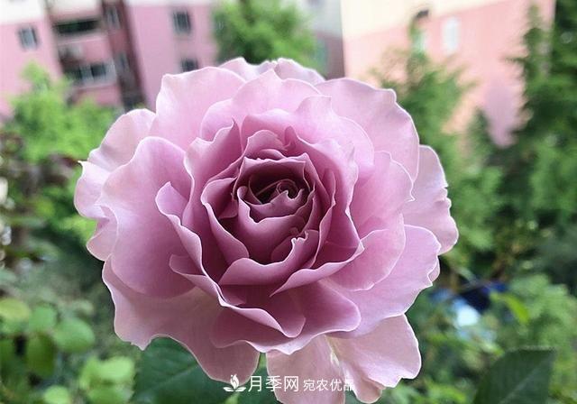 ***美的波浪邊月季，又香又勤花，種植無(wú)難度，非常適合新手(圖1)