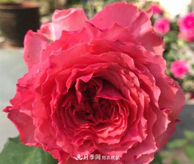 ***美的波浪邊月季，又香又勤花，種植無(wú)難度，非常適合新手(圖10)