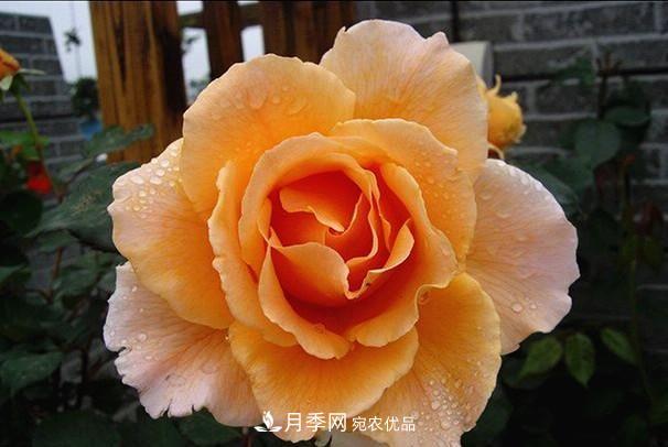 ***美的波浪邊月季，又香又勤花，種植無(wú)難度，非常適合新手(圖5)