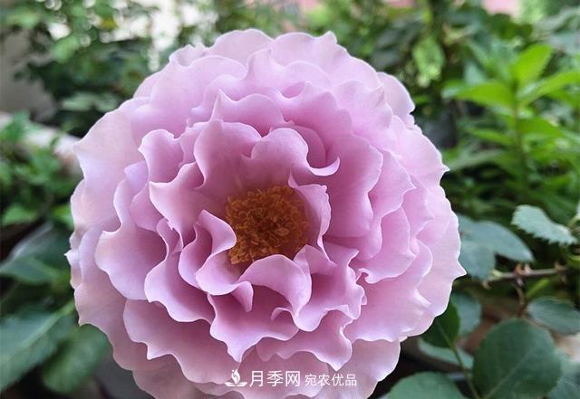 ***美的波浪邊月季，又香又勤花，種植無(wú)難度，非常適合新手(圖2)