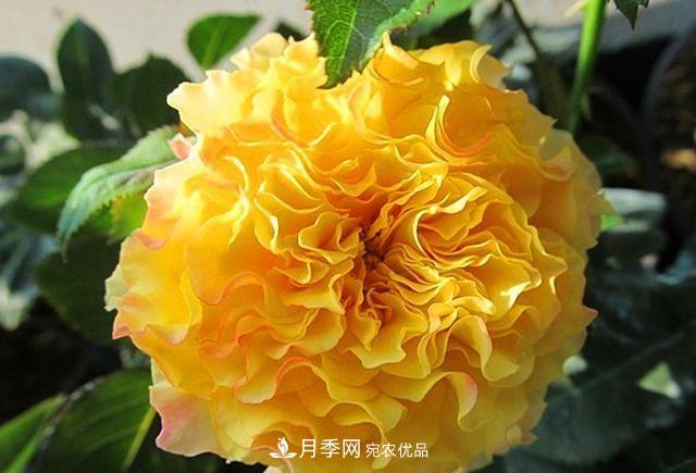 ***美的波浪邊月季，又香又勤花，種植無(wú)難度，非常適合新手(圖8)