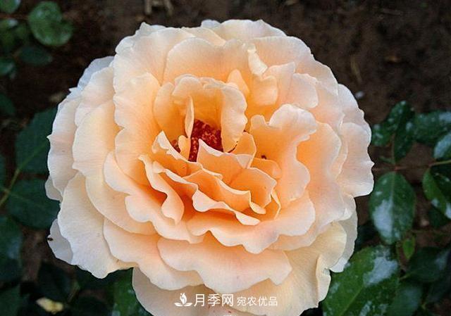 ***美的波浪邊月季，又香又勤花，種植無(wú)難度，非常適合新手(圖6)