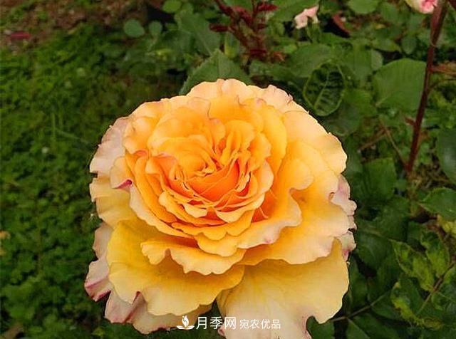 ***美的波浪邊月季，又香又勤花，種植無(wú)難度，非常適合新手(圖7)