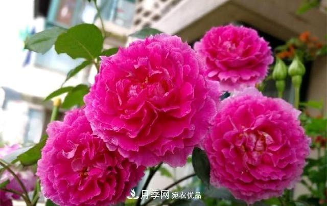 ***美的波浪邊月季，又香又勤花，種植無(wú)難度，非常適合新手(圖4)