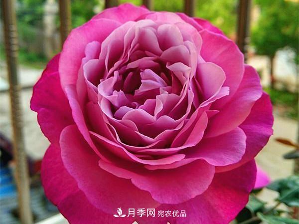 ***美的波浪邊月季，又香又勤花，種植無(wú)難度，非常適合新手(圖12)