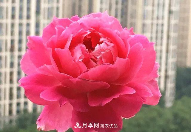 ***美的波浪邊月季，又香又勤花，種植無(wú)難度，非常適合新手(圖3)