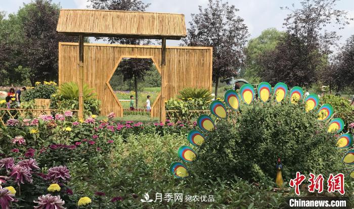 第十二屆北京菊花文化節開(kāi)幕 40萬(wàn)株菊花亮相(圖2)