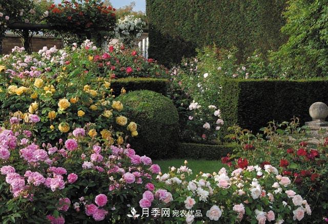 為何月季一剪就死？是修剪時(shí)間還是方法不對？月季修剪6大禁忌(圖1)